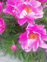 Eliminate evil and promote good, classical fairy tales, fairy trails