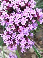 Purple light flashes