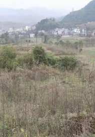 Anecdotes of Sheep Farm Street