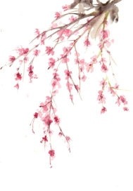 The reborn amorous prince is a cold concubine