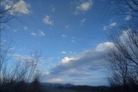 Everything grows towards the sun