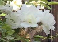 Floating flowers from the other day